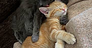 Beerus is registered to the contest to win money with this photo: cat, kitten, sleeping, snuggling, gray_cat, orange_cat, cute, cozy, blanket, fabric, pets, resting, fur, animal, domestic_animal, relaxing, companion, closeup, soft, adorable