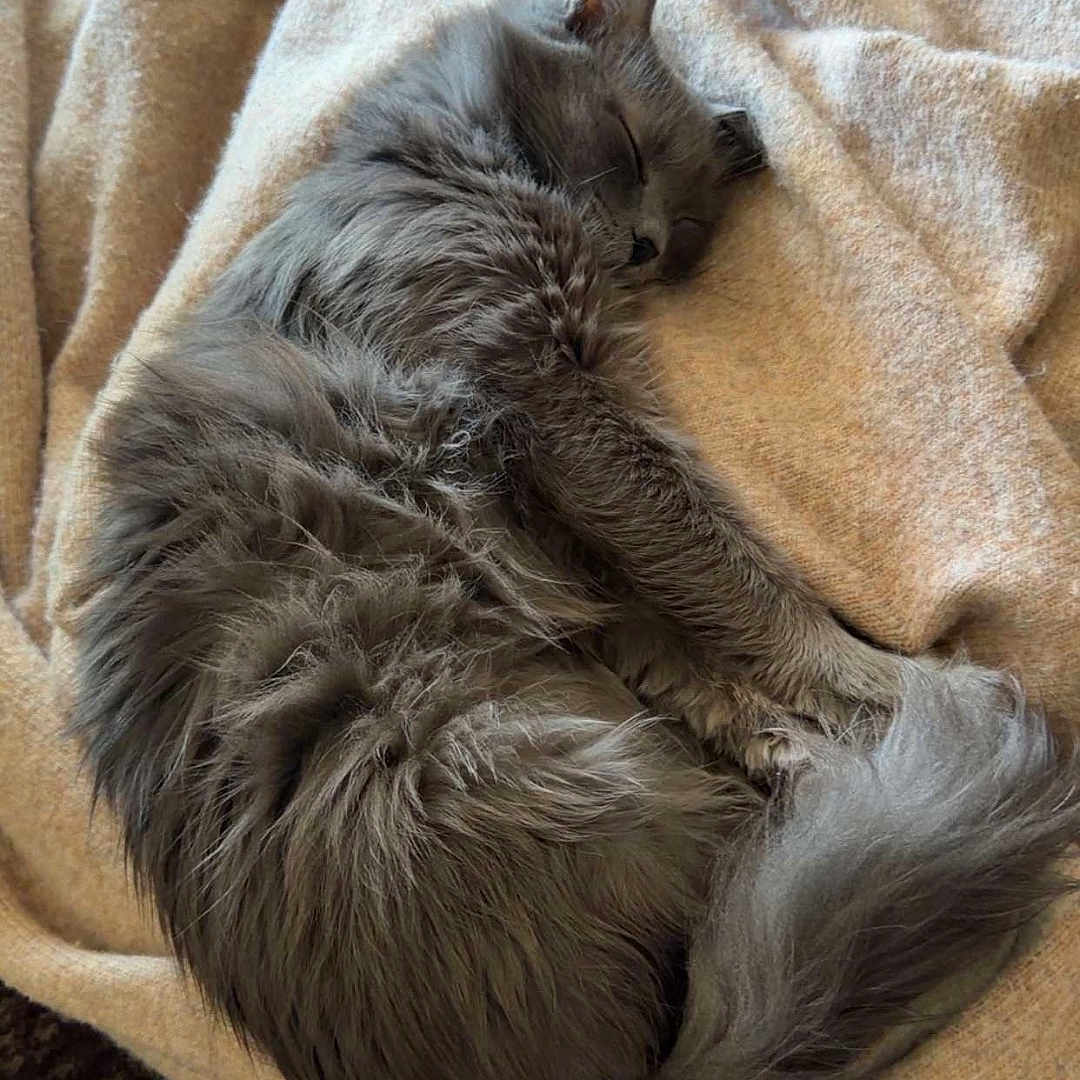 Beerus joined the competition — help win amazing prizes! cat, gray_cat, sleeping, curled_up, fluffy, fur, blanket, cozy, indoor, resting, pet, animal, cute, relaxed, soft, tail, whiskers, quiet, comfort, domestic