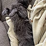 Beerus is registered to the contest to win money with this photo: cat, gray_cat, sleeping, fluffy, blanket, couch, cozy, relaxed, indoor, pet, fur, resting, comfort, animal, sleep, home, feline, soft, cute, napping