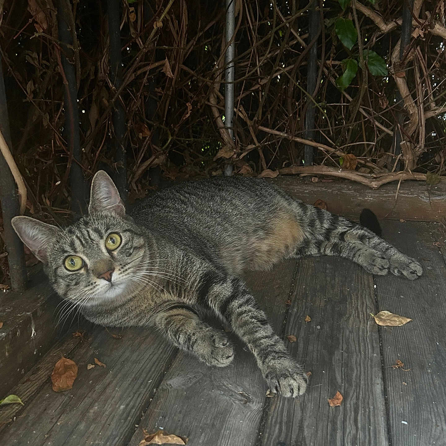 Yumi a rejoint le concours — aidez-le/la à gagner de superbes lots ! abyssinian, animal, architecture, building, cat, egyptiancat, hardwood, house, housing, jungle, kitten, manx, pet, plant, porch, slate, soil, tree, vegetation, wood
