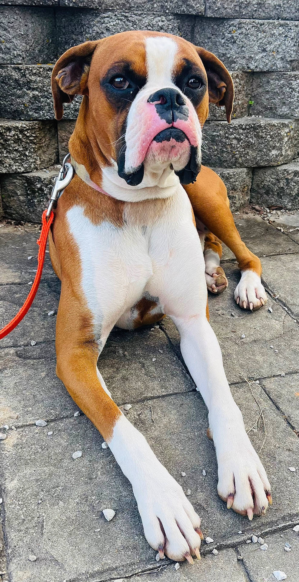 Atlas is registered to the contest to win money with this photo: accessories, animal, architecture, boxer, building, bulldog, canine, dog, flagstone, frenchbulldog, leash, path, pet, pitbull, puppy, rock, strap, walkway, wall, whitedog