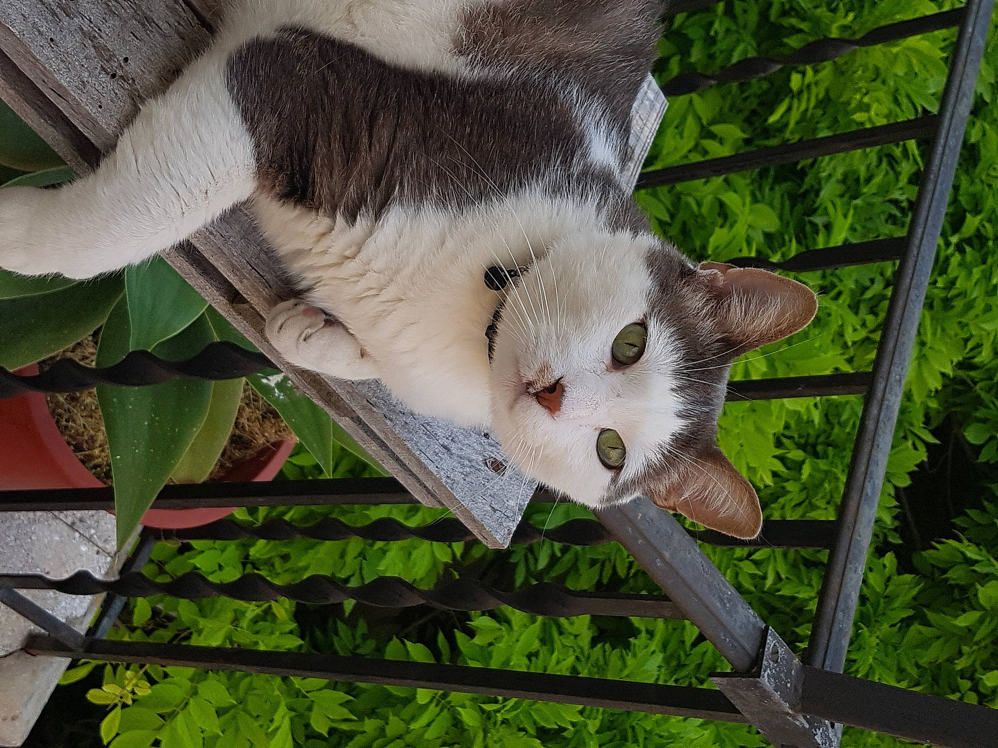 Tommy a rejoint le concours — aidez-le/la à gagner de superbes lots ! animal_shelter, carnivore, cat, domestic_short_haired_cat, fawn, felidae, fur, grass, mammal, paw, plant, small_to_medium_sized_cats, snout, tail, tree, whiskers
