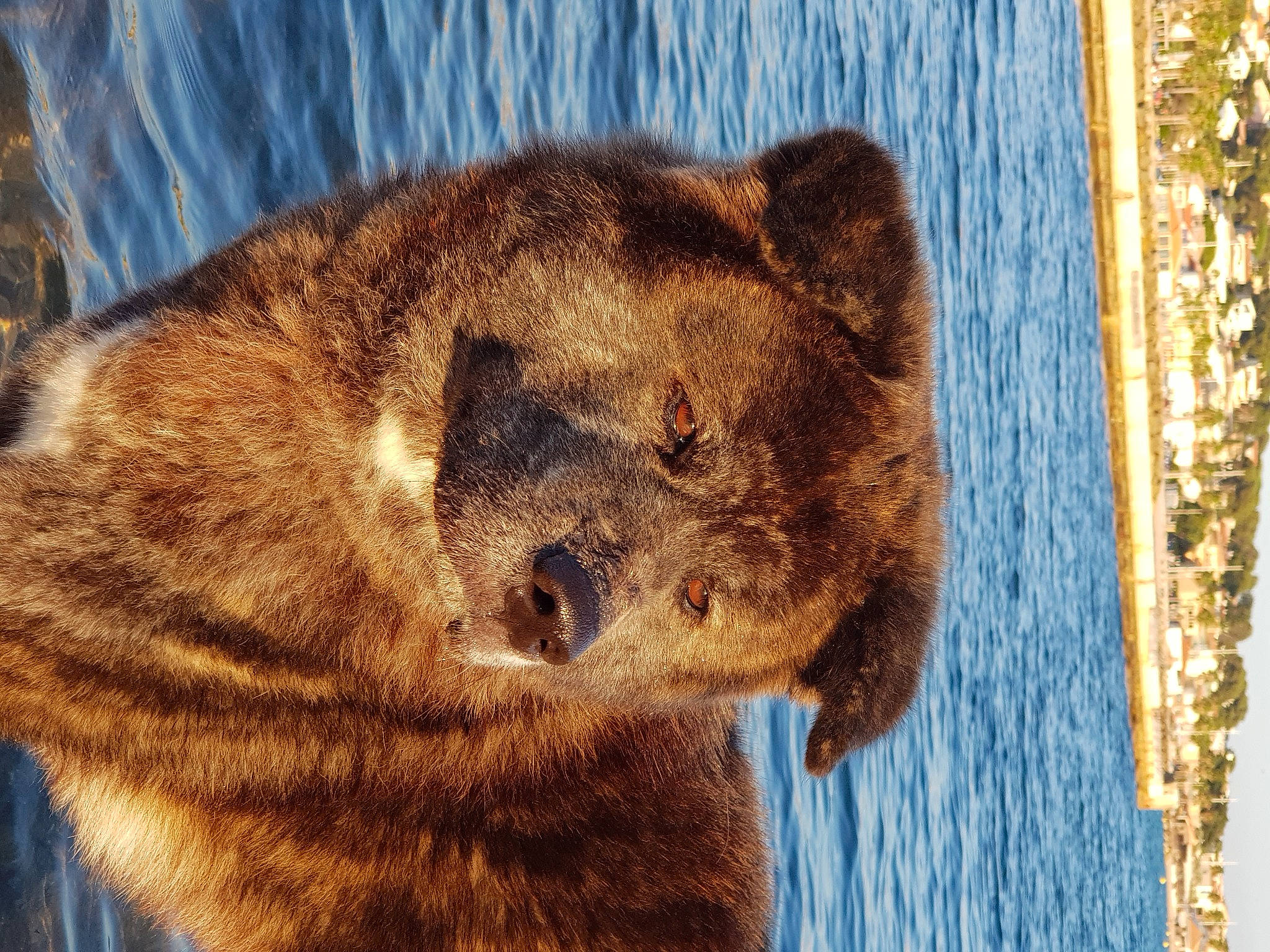 Natsu participe au concours pour gagner de l'argent avec cette photo : bear, big_cats, brown_bear, carnivore, claw, fawn, felidae, fur, grizzly_bear, kodiak_bear, small_to_medium_sized_cats, snout, terrestrial_animal, tree, trunk, water, whiskers, wildlife, wood