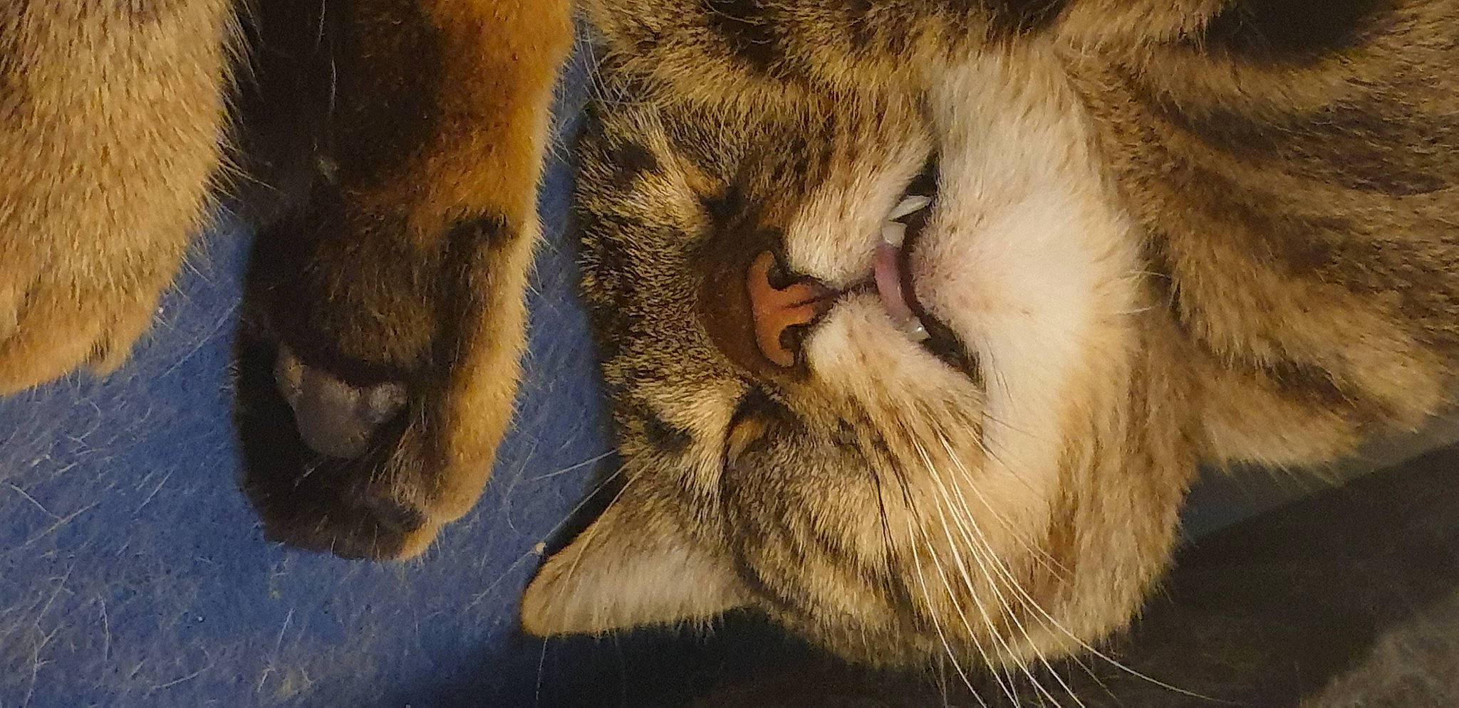 Happy a rejoint le concours — aidez-le/la à gagner de superbes lots ! big_cats, carnivore, cat, claw, close_up, comfort, domestic_short_haired_cat, eye, fawn, felidae, fur, head, nap, paw, small_to_medium_sized_cats, snout, tail, terrestrial_animal, whiskers, wildlife