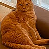 cat, orange_cat, tabby, pet, indoor, couch, furniture, relaxed, animal, feline, fur, tail, whiskers, window, curtains, domestic_animal, resting, cozy, home, portrait