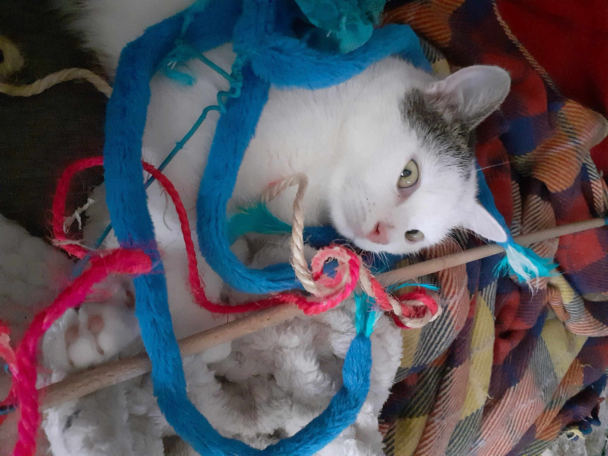Choupa