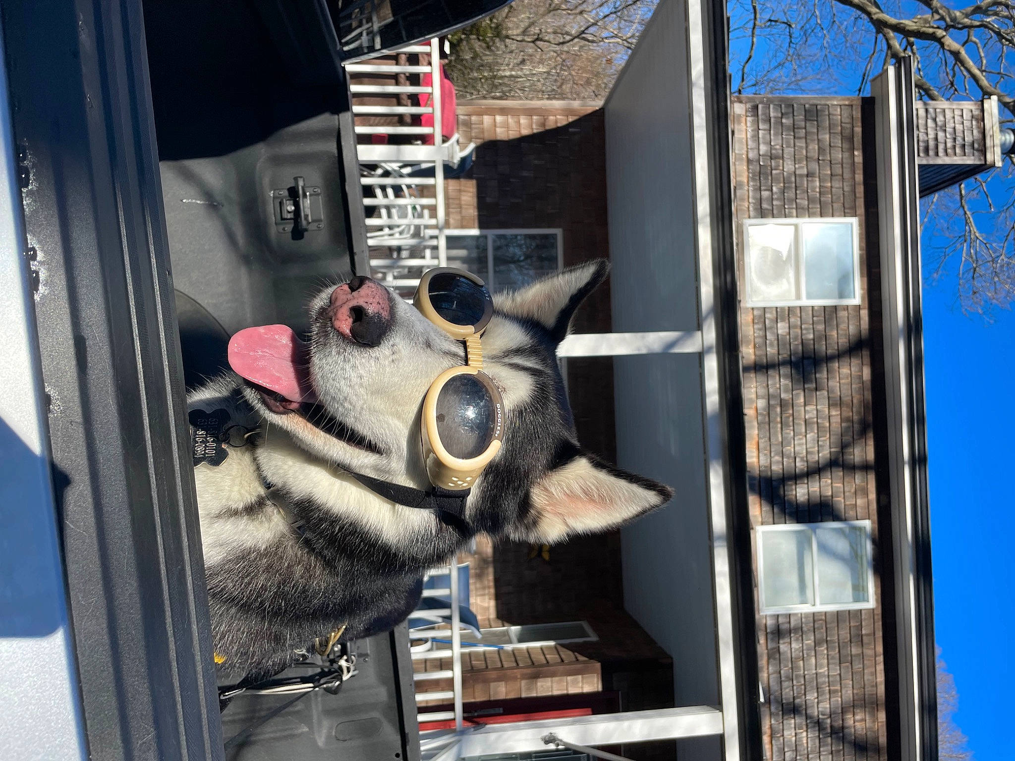 Loki joined the competition — help win amazing prizes! art, building, carmine, facade, fur, gas, glass, metal, motor_vehicle, sculpture, sky, snout, street, tree, window, wood