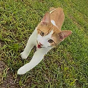 Quiche joined the competition — help win amazing prizes! cat, orange_cat, white_cat, grass, outdoor, soccer_ball, animal, pet, feline, stretching, lying_down, tongue, whiskers, ears, eyes, tabby, garden, lawn, playful, photography