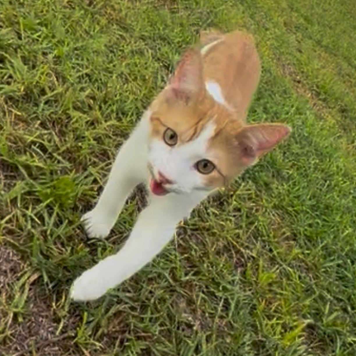 Quiche joined the competition — help win amazing prizes! cat, orange_cat, white_cat, grass, outdoor, soccer_ball, animal, pet, feline, stretching, lying_down, tongue, whiskers, ears, eyes, tabby, garden, lawn, playful, photography
