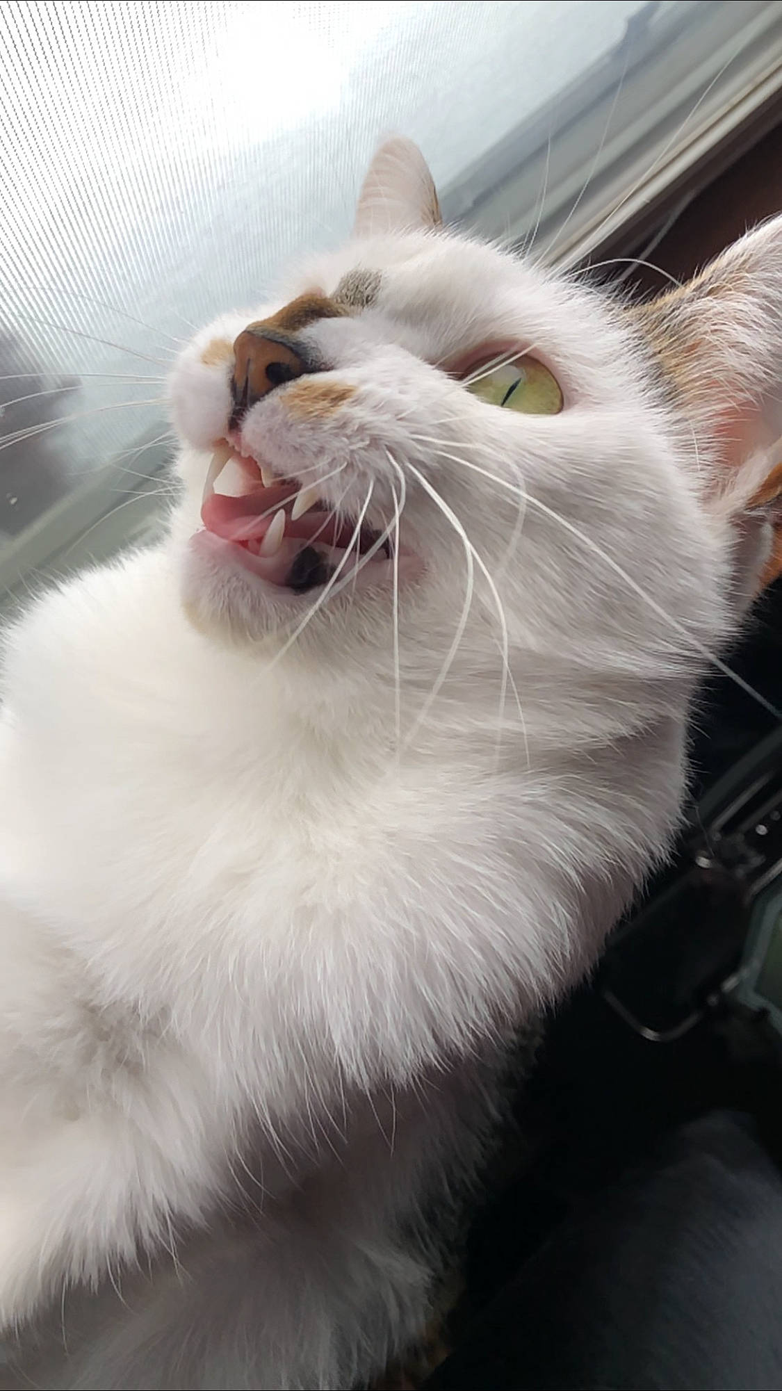 Castiel is registered to the contest to win money with this photo: carnivore, cat, claw, domestic_short_haired_cat, fang, felidae, fur, iris, paw, roar, small_to_medium_sized_cats, smile, snout, terrestrial_animal, tooth, whiskers, yawn