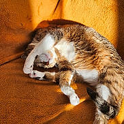 Fifi a rejoint le concours — aidez-le/la à gagner de superbes lots ! blanket, brown_fur, calico_cat, cat, close_up, cozy, fur, indoors, nap, orange_fur, paws, pet, relaxed, resting, sleeping, sunbeam, sunlight, tail, upside_down, white_fur