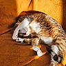 cat, calico_cat, sleeping, relaxed, upside_down, sunlight, sunbeam, blanket, indoors, cozy, fur, paws, tail, white_fur, orange_fur, brown_fur, resting, nap, pet, close_up