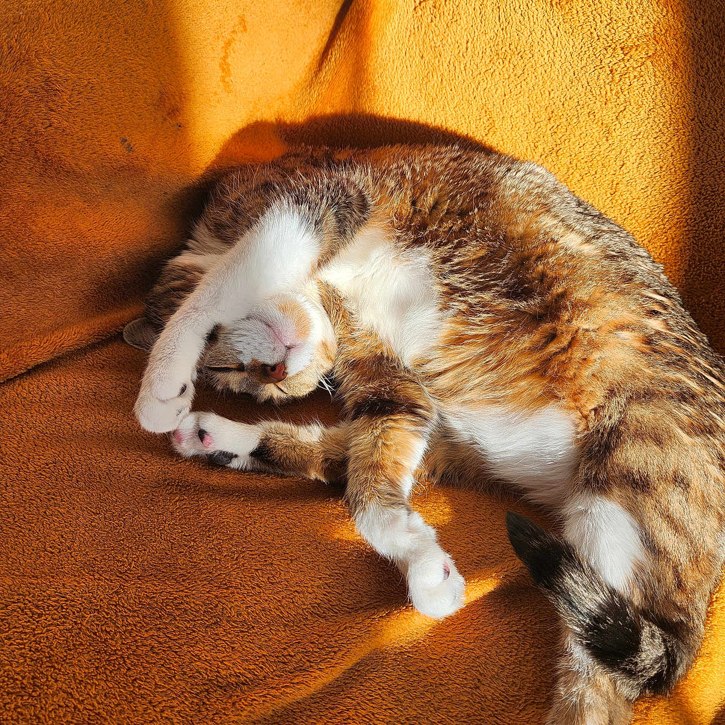 Fifi