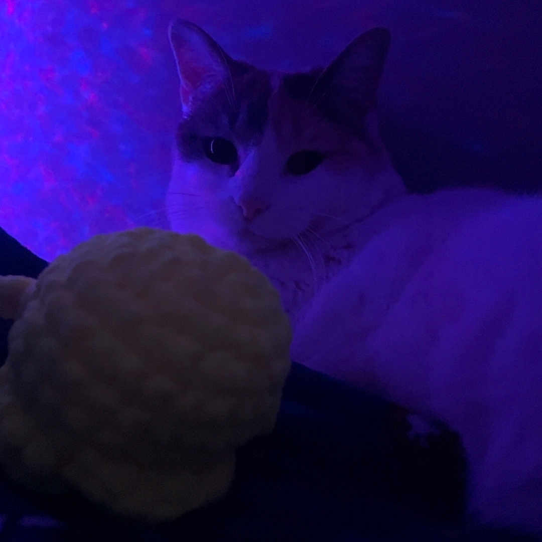 Tutaa is registered to the contest to win money with this photo: animal, blue_light, calm, cat, closeup, cozy, dark, dim_lighting, domestic_animal, feline, indoor, mysterious, pet, purple_light, quiet, relaxing, shadow, soft, texture, yellow_ball