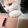 Tutaa joined the competition — help win amazing prizes! animal, arm, beads, bracelet, cat, close_up, curious, cute, indoor, intimate, kitten, paw, person, pet, pink_nose, resting, soft_light, whiskers, white_fur, young_cat
