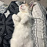 Tutaa joined the competition — help win amazing prizes! animal, black_and_white, blanket, carpet, cat, cozy, cute, fluffy, fur, indoor, kitten, patterned, paws, pet, pillow, relaxed, resting, shoes, sleeping, white_fur