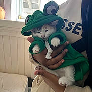 Tutaa is registered to the contest to win money with this photo: animal, bed, blanket, cat, clothing, costume, cozy, cute, domestic_animal, frog_costume, green_hoodie, hand, indoor, kitten, mammal, person, pet, sleepy, soft_light, window