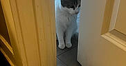 Tutaa joined the competition — help win amazing prizes! animal, cat, curious, door, door_frame, feline, floor, floor_mat, gray_cat, home, indoor, partially_open_door, peeking, pet, quiet, shadow, soft_light, tile_floor, wall, white_cat
