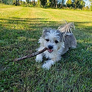 Simba participe au concours pour gagner de l'argent avec cette photo : dog, small_dog, grass, stick, outdoor, playful, happy, pet, canine, nature, sunlight, greenery, animal, fur, chewing, tail, field, trees, daytime, grass_field