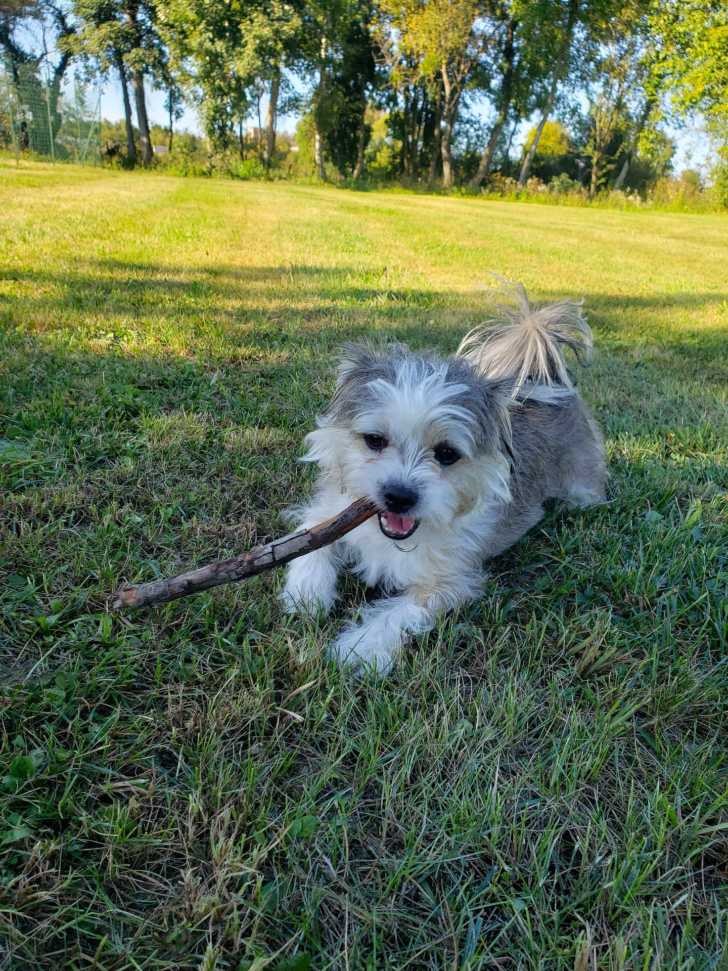 Simba participe au concours pour gagner de l'argent avec cette photo : dog, small_dog, grass, stick, outdoor, playful, happy, pet, canine, nature, sunlight, greenery, animal, fur, chewing, tail, field, trees, daytime, grass_field