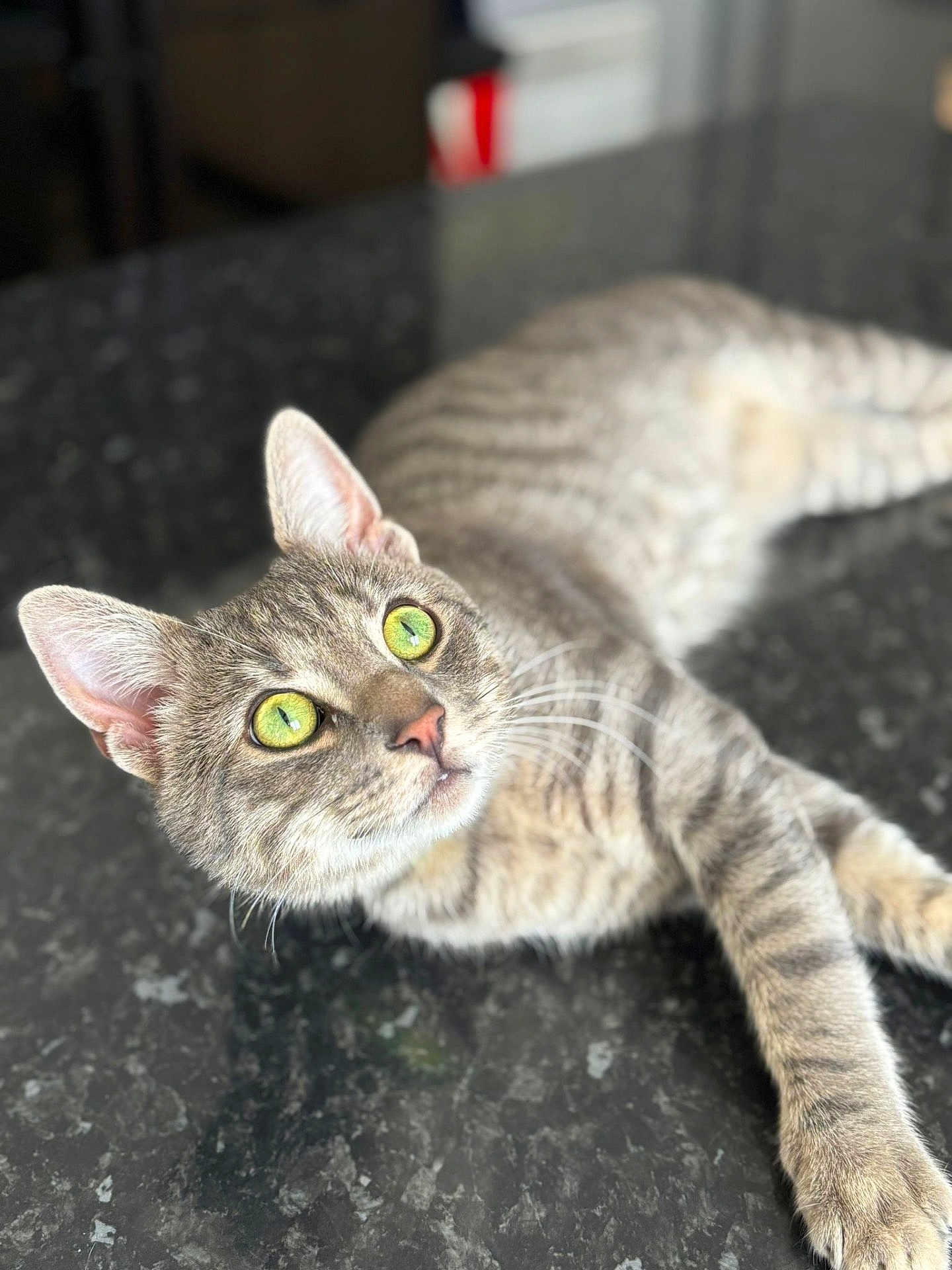 Rico a rejoint le concours — aidez-le/la à gagner de superbes lots ! animal, cat, close_up, curious, domestic_cat, ears, face, feline, focused, fur, green_eyes, indoor, looking_up, lying_down, paw, pet, resting, tabby, tabletop, whiskers