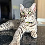 animal, bell, cat, closeup, collar, curious, domestic_animal, feline, focus, fur, green_eyes, indoor, marble_countertop, paw, pet, portrait, relaxed, stretching, tabby, whiskers