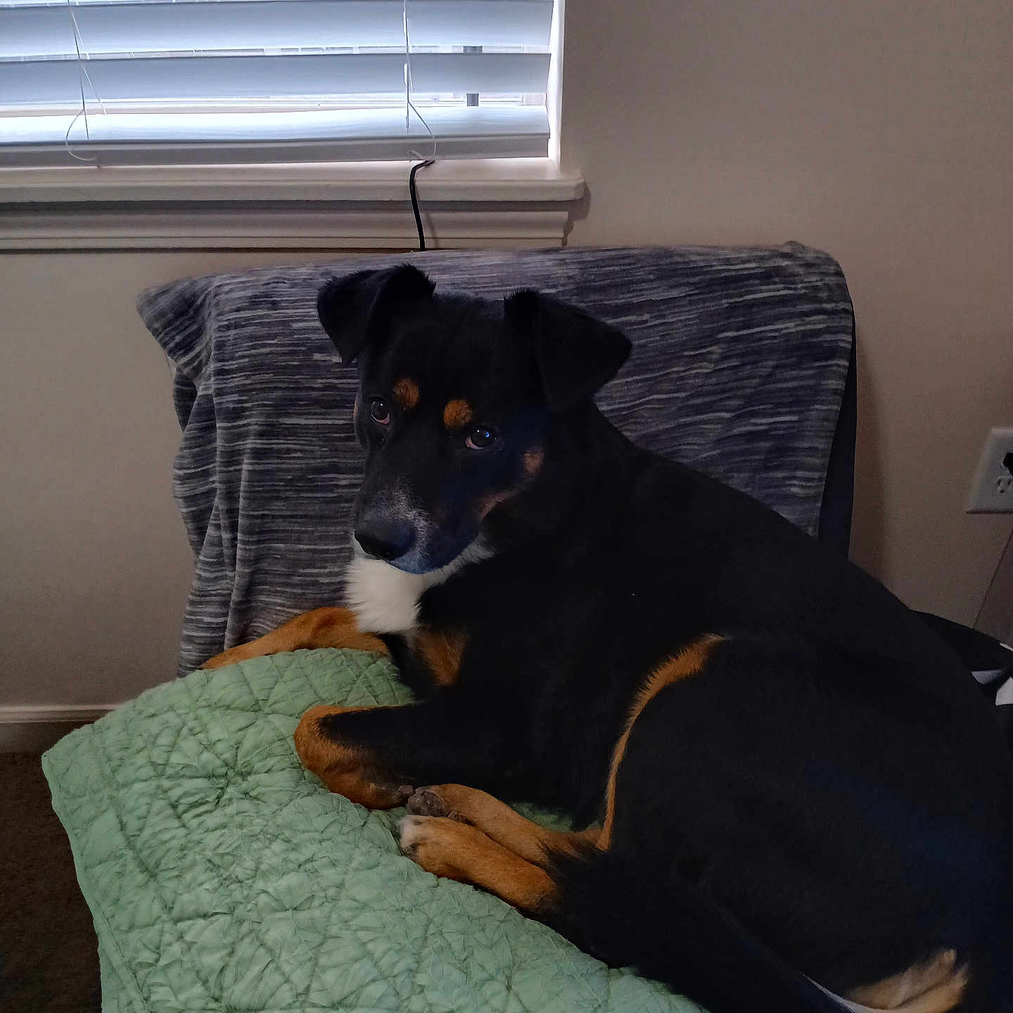 Tank is registered to the contest to win money with this photo: animal, bed, bedroom, blanket, canine, chair, couch, curtain, cushion, dog, furniture, homedecor, hound, indoors, interiordesign, linen, pet, puppy, room, windowshade