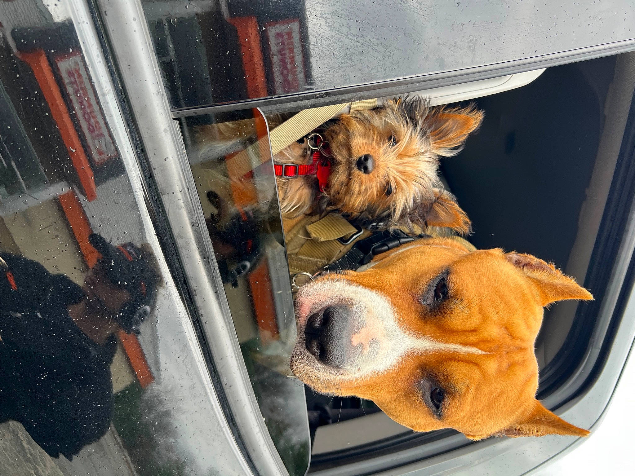 Teddy is registered to the contest to win money with this photo: animal_shelter, canidae, carnivore, companion_dog, dog, dog_breed, dog_supply, fawn, fur, motor_vehicle, paw, puppy, service, small_terrier, snout, sporting_group, terrier, toy_dog, whiskers, working_animal