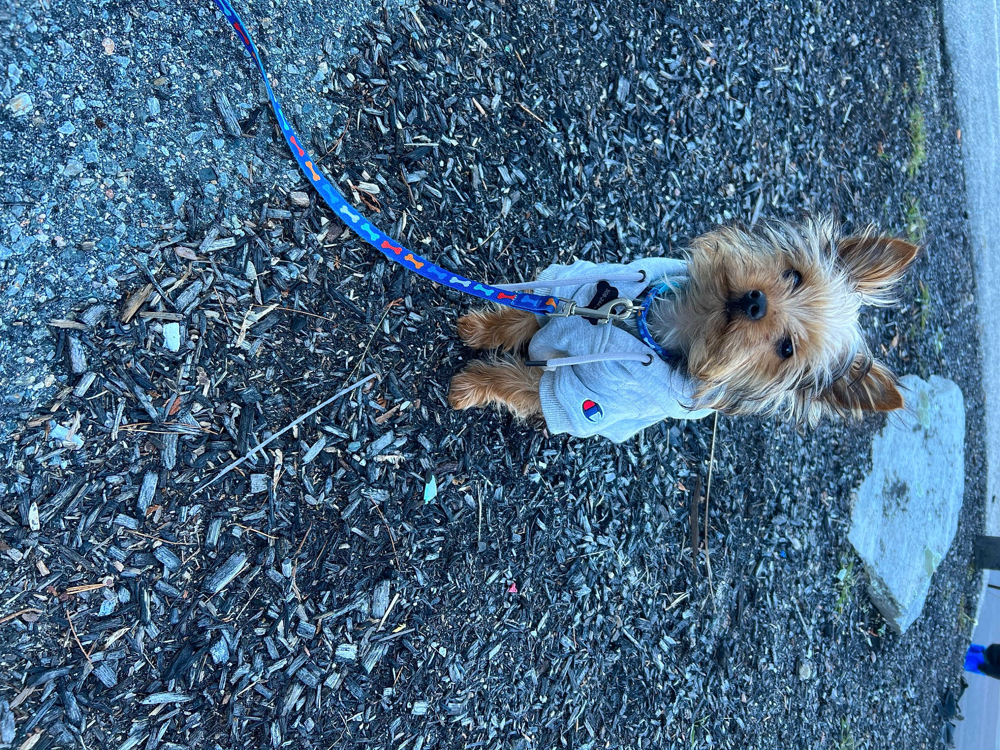 Teddy is registered to the contest to win money with this photo: asphalt, azure, canidae, carnivore, collar, companion_dog, dog, dog_breed, dog_clothes, electric_blue, fawn, grass, leash, pet_supply, road_surface, rope_rhythmic_gymnastics, snout, soil, sporting_group, tail