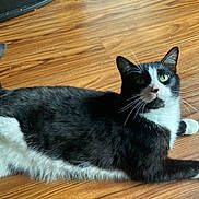 Roach is registered to the contest to win money with this photo: cat, tuxedo_cat, black_and_white, pet, animal, feline, whiskers, green_eyes, floor, wood_floor, indoor, lying_down, relaxed, curious, fur, tail, paw, domestic_animal, cute, mammal