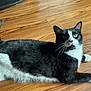 cat, tuxedo_cat, black_and_white, pet, animal, feline, whiskers, green_eyes, floor, wood_floor, indoor, lying_down, relaxed, curious, fur, tail, paw, domestic_animal, cute, mammal