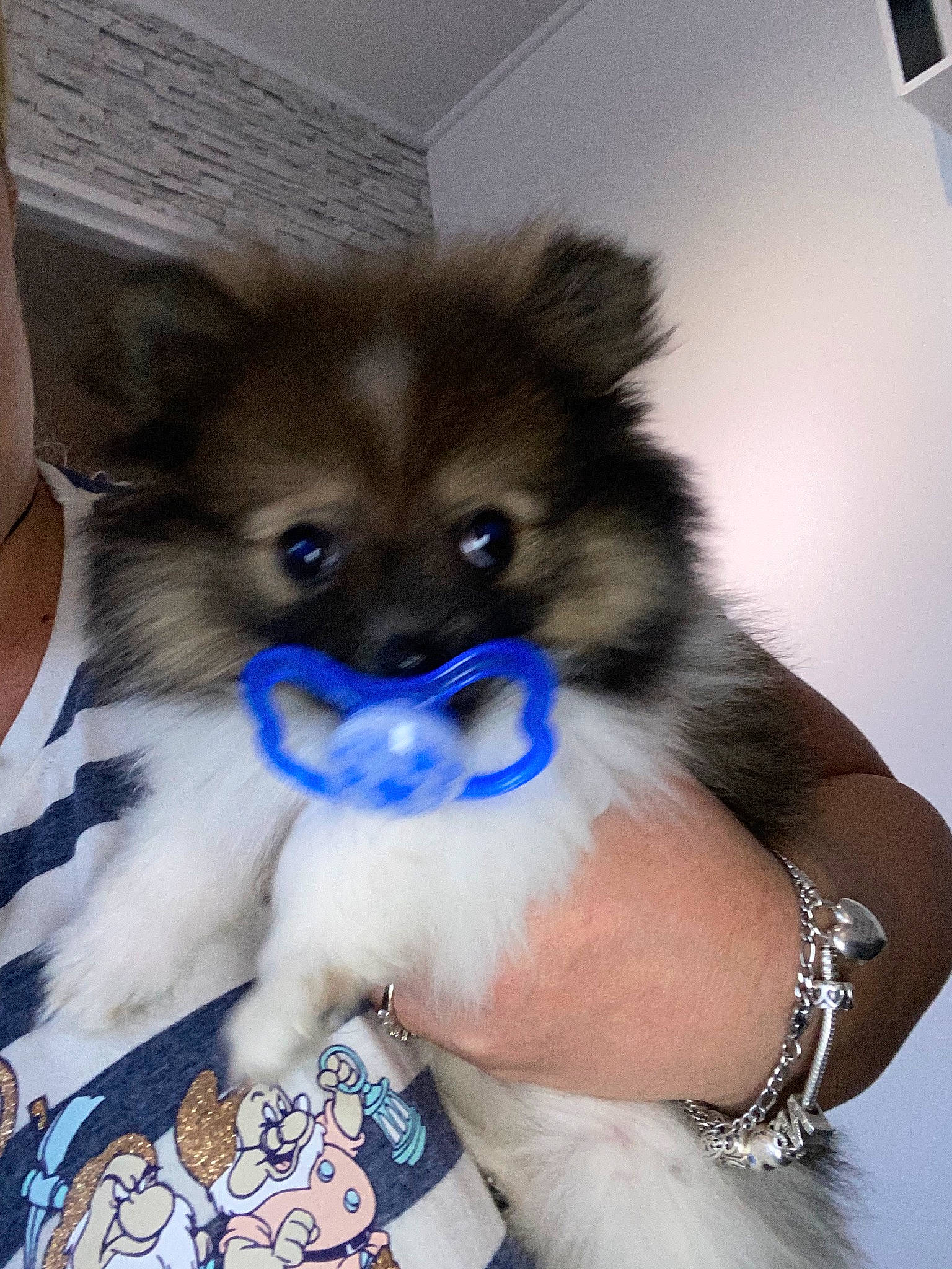 Ray-ban participe au concours pour gagner de l'argent avec cette photo : canidae, carnivore, companion_dog, dog, dog_breed, dog_supply, electric_blue, fawn, felidae, fur, german_spitz, german_spitz_klein, german_spitz_mittel, pet_supply, snout, spitz, tail, toy_dog, whiskers, working_animal