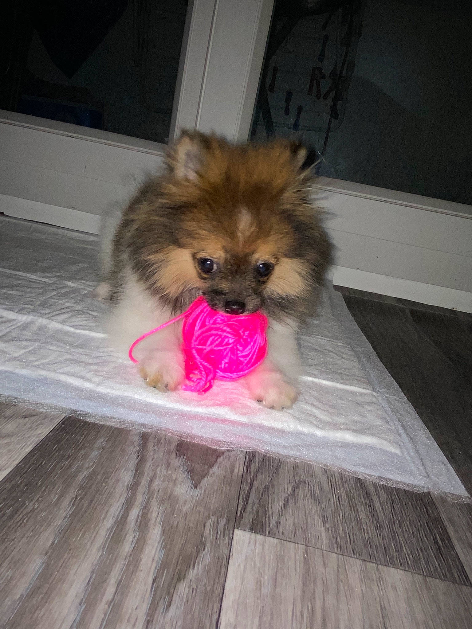 Ray-ban participe au concours pour gagner de l'argent avec cette photo : carnivore, companion_dog, dog, dog_breed, dog_supply, fawn, floor, flooring, fur, german_spitz, german_spitz_klein, hardwood, liver, pet_supply, snout, spitz, toy_dog, whiskers, wood, working_animal