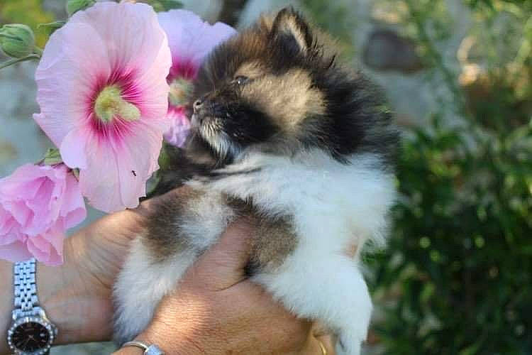 Ray-ban participe au concours pour gagner de l'argent avec cette photo : annual_plant, carnivore, clock, companion_dog, dog, dog_breed, fawn, flower, flowering_plant, fur, grass, herbaceous_plant, malvales, petal, plant, terrestrial_animal, toy_dog, watch, working_animal, working_dog