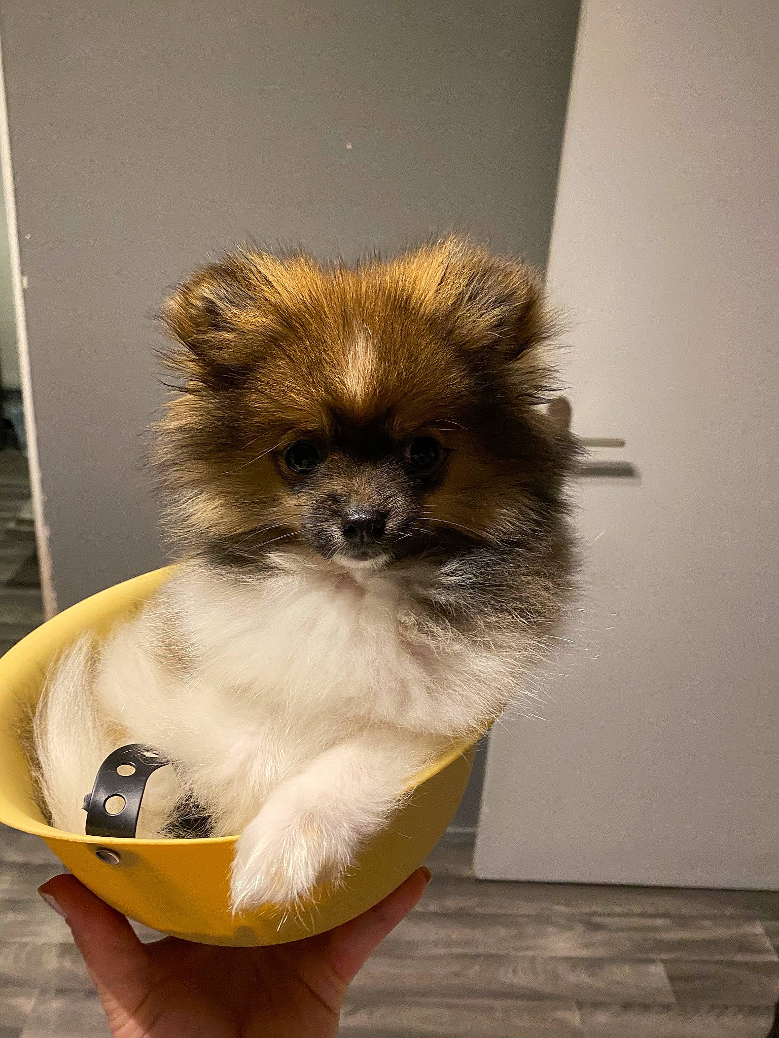 Ray-ban participe au concours pour gagner de l'argent avec cette photo : carnivore, companion_dog, dog_breed, fawn, fur, snout, tail, terrestrial_animal, toy_dog, wildlife