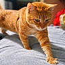 Tj is registered to the contest to win money with this photo: cat, orange_tabby, paw, stretching, indoor, blanket, fur, whiskers, green_eyes, closeup, pet, animal, cozy, soft_light, bed, feline, cute, domestic_cat, focus, mammal