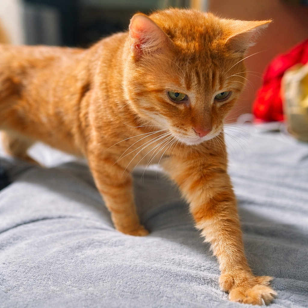 Tj is registered to the contest to win money with this photo: cat, orange_tabby, paw, stretching, indoor, blanket, fur, whiskers, green_eyes, closeup, pet, animal, cozy, soft_light, bed, feline, cute, domestic_cat, focus, mammal