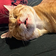 Tj is registered to the contest to win money with this photo: cat, ginger_cat, pet, sleeping, close_up, whiskers, teeth, relaxed, indoor, feline, fur, nose, mouth, animal, resting, cozy, cute, face, lying_down, pillow