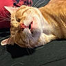 cat, ginger_cat, pet, sleeping, close_up, whiskers, teeth, relaxed, indoor, feline, fur, nose, mouth, animal, resting, cozy, cute, face, lying_down, pillow