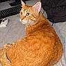 Tj joined the competition — help win amazing prizes! cat, ginger_cat, feline, curled_up, indoor, computer_keyboard, monitor, game_controller, blanket, soft_surface, pet, animal, looking_back, fur, whiskers, ears, technology, cozy, home, domestic