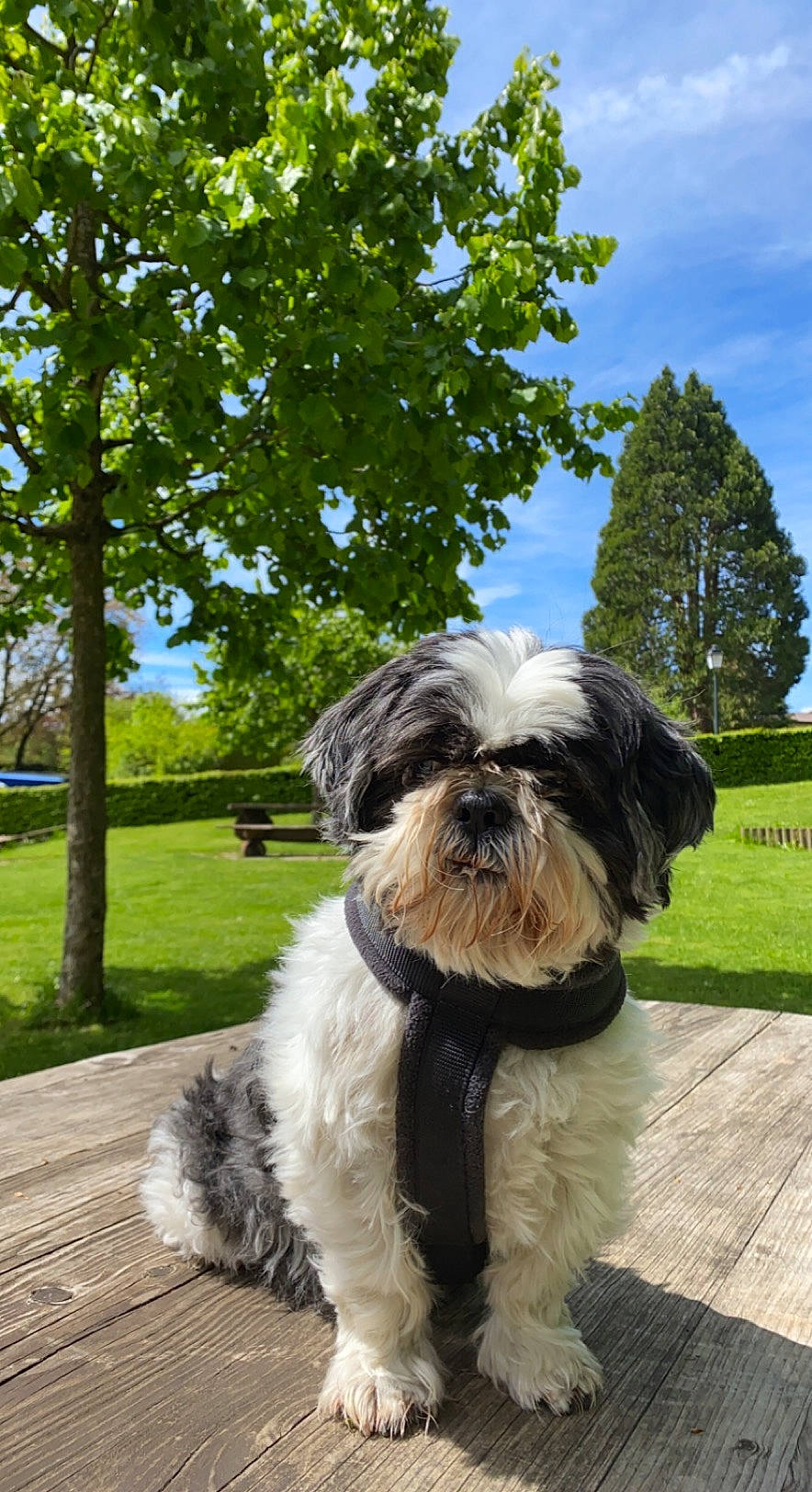 Boogy participe au concours pour gagner de l'argent avec cette photo : canidae, carnivore, cloud, companion_dog, dog, dog_breed, fur, grass, liver, maltepoo, plant, shih_tzu, sky, small_terrier, snout, terrier, toy_dog, tree, water_dog, working_animal