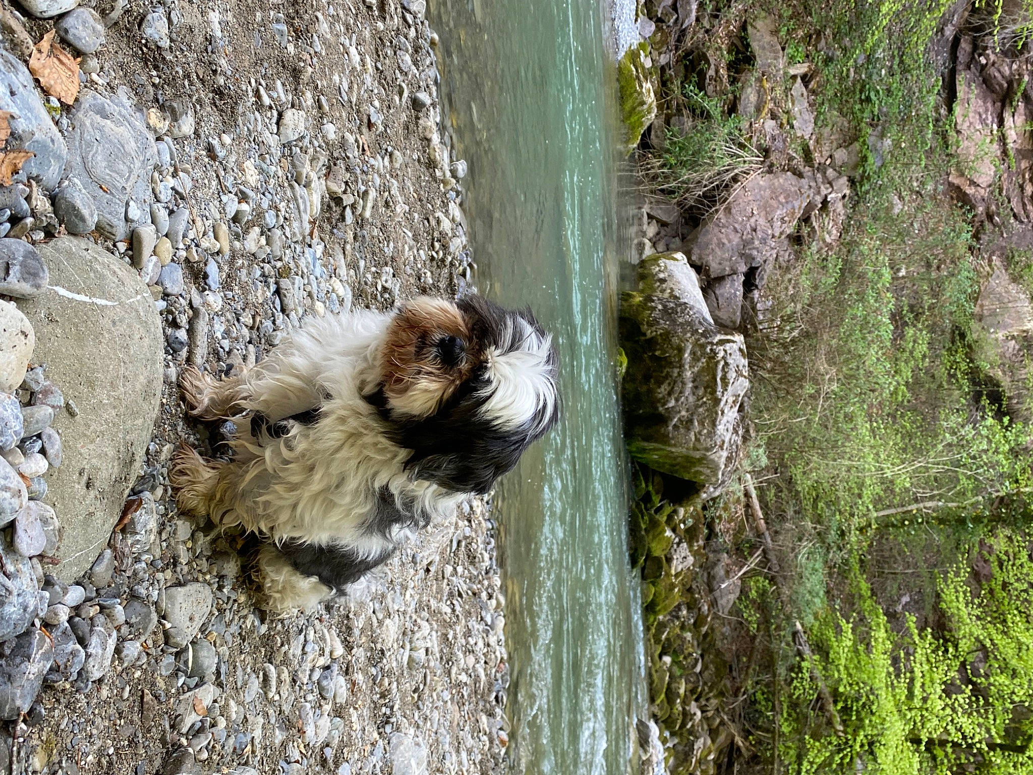 Boogy participe au concours pour gagner de l'argent avec cette photo : bedrock, canidae, carnivore, dog_breed, fawn, fur, grass, plant, rock, sporting_group, terrestrial_animal, terrestrial_plant, tree, trunk, water, wildlife, wood