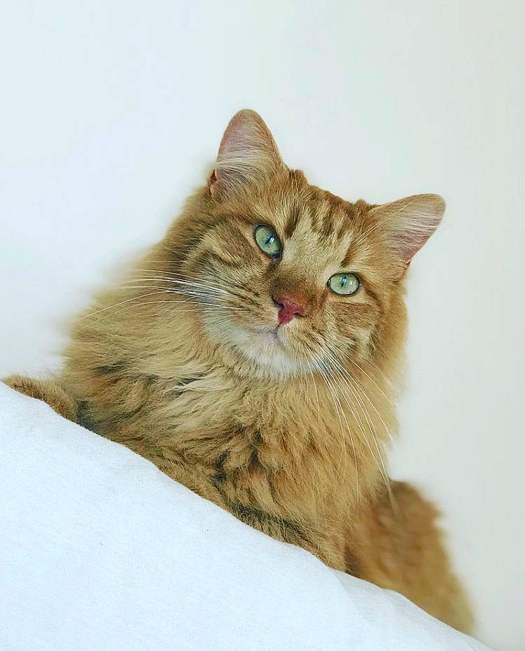 Sushi participe au concours pour gagner de l'argent avec cette photo : art, carnivore, cat, domestic_short_haired_cat, fawn, felidae, fur, small_to_medium_sized_cats, snout, terrestrial_animal, whiskers, wildlife