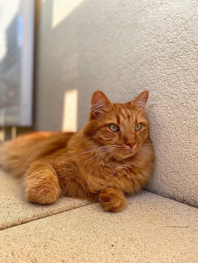 Sushi participe au concours pour gagner de l'argent avec cette photo : carnivore, cat, claw, comfort, domestic_short_haired_cat, fawn, felidae, flooring, fur, paw, road_surface, sitting, small_to_medium_sized_cats, snout, tail, terrestrial_animal, whiskers, wildlife, window, wood