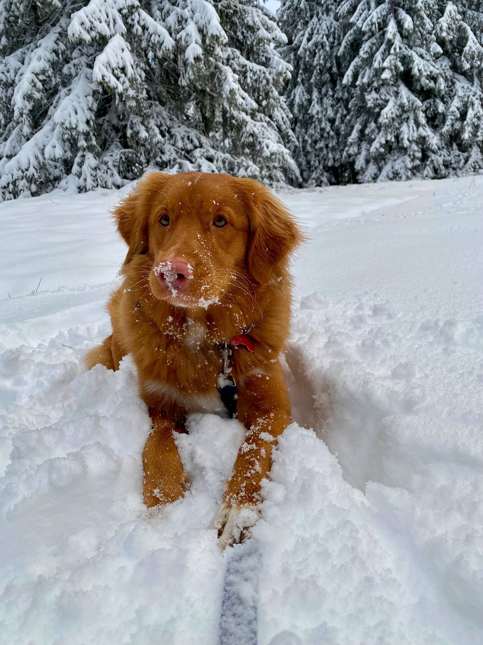 Django a rejoint le concours — aidez-le/la à gagner de superbes lots ! adventure, canidae, carnivore, companion_dog, dog, dog_breed, dog_collar, fawn, freezing, fur, hunting_dog, liver, precipitation, retriever, snout, snow, sporting_group, tree, winter, working_animal