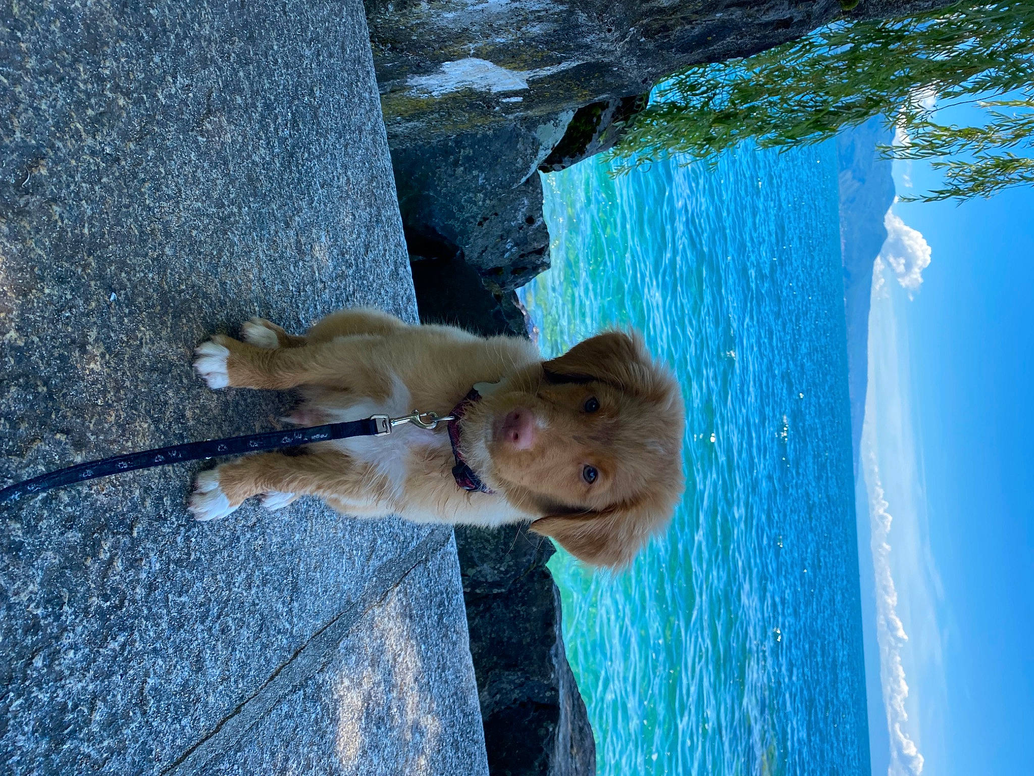 Django a rejoint le concours — aidez-le/la à gagner de superbes lots ! adventure, blue, canidae, carnivore, companion_dog, dog, dog_breed, electric_blue, fawn, fur, lake, leash, plant, sky, snout, sporting_group, tail, tree, water, wood