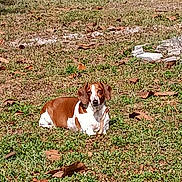 Benjamin is registered to the contest to win money with this photo: animal, brown_and_white, calm, canine, dachshund, daylight, dog, fence, grass, ground, leaves, lying_down, mammal, nature, outdoor, park, pet, resting, sunlight, tree_trunk
