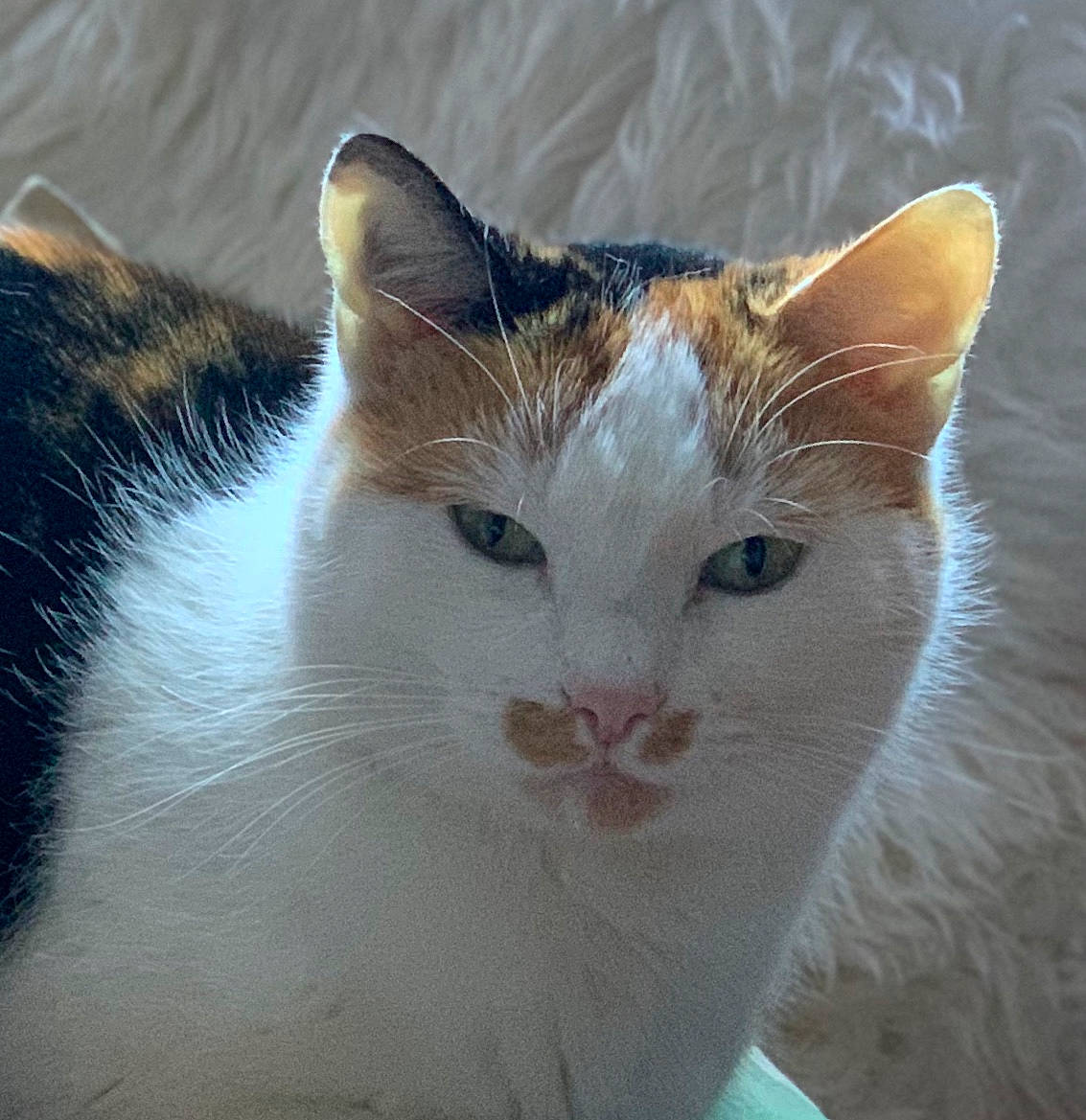 Agnes joined the competition — help win amazing prizes! aegean_cat, american_wirehair, carnivore, cat, domestic_short_haired_cat, european_shorthair, eye, felidae, fur, german_rex, japanese_bobtail, kitten, mammal, nose, polydactyl_cat, small_to_medium_sized_cats, snout, tail, turkish_van, whiskers