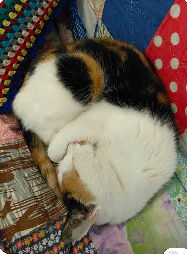 Agnes joined the competition — help win amazing prizes! carnivore, cat, domestic_short_haired_cat, felidae, fur, japanese_bobtail, nap, paw, sleep, small_to_medium_sized_cats, tail, whiskers