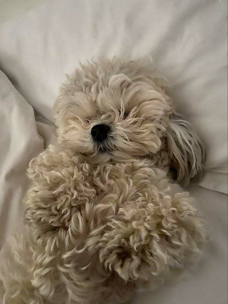 Boudi joined the competition — help win amazing prizes! bolognese, bolonka, canidae, carnivore, cavapoo, cockapoo, companion_dog, dog, dog_breed, havanese, maltepoo, mammal, miniature_poodle, poodle, poodle_crossbreed, puppy, schnoodle, terrier, toy_poodle, vertebrate